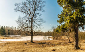 Синоптики рассказали о погоде в Ленобласти 22 марта