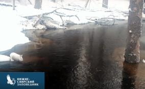 Ледяной марафон: заяц-беляк удивил ученых  Нижне-Свирского заповедника