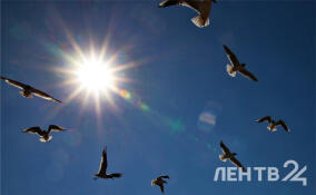 Теплую погоду без осадков пообещали жителям Ленобласти 23 марта