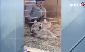 Прокуратура Ломоносовского района контролирует устранение нарушений в приюте «Островок Надежды»