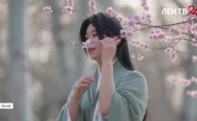 В Китае вовсю цветет сакура