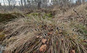 В Петербурге и Ленобласти зацвел болотный хлопок