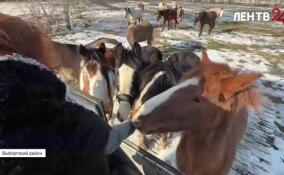 Конный парк «Яви-Нави» просит о помощи