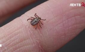 Профилактика клещевого энцефалита. Готовимся к сезону клещей