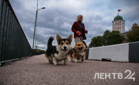 Дожди и до +14 градусов: о погоде в Ленобласти 25 марта