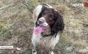 Ленинградские охотники готовятся к весеннему сезону охоты