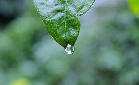 Небольшой дождь и до +16: прогноз погоды в Ленобласти на 26 марта