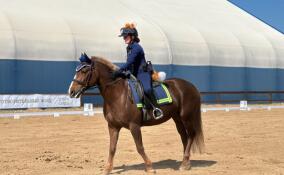 От конного спорта до плавания: Ленобласть проведет выходные спортивно