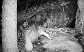 В Приозерском районе проснувшаяся барсучиха принялась за наведение порядка в норе