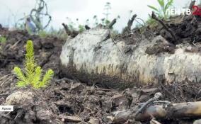 Ленинградская и Нижегородская области помогают в лесовосстановлении ДНР