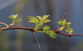 Тепло и солнечно, но возможен дождь: прогноз погоды в Ленобласти на 27 марта