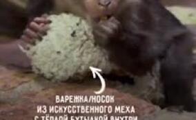 В Ленинградском зоопарке придумали необычную грелку для малышки вандеру