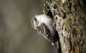 В усадьбе Сосновка заметили пернатую пищуху