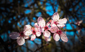 Облачно и до +15: прогноз погоды в Ленобласти на 31 марта