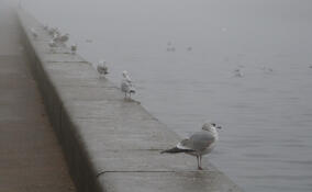 Петербуржцев предупредили о загрязнении воздуха в городе