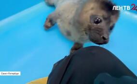 Фонд друзей балтийской нерпы поделился новыми кадрами со своей подопечной