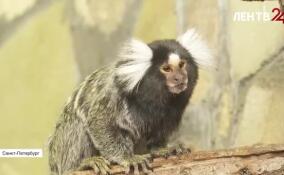 Ленинградский зоопарк приглашает на весенний фестиваль