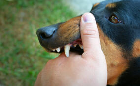 Хозяйке агрессивного пса придётся выплатить свыше 1 млн рублей пострадавшей от укусов девочке в Ленобласти