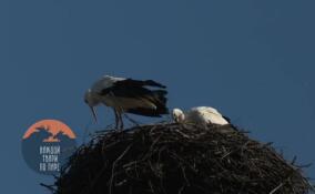 В Выру с зимовки вернулась пара белых аистов
