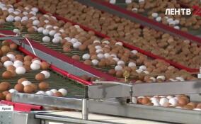 Яйца в России подорожали на 16,5% перед Пасхой