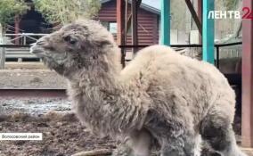 В «Приюте Белоснежки» родился верблюжонок