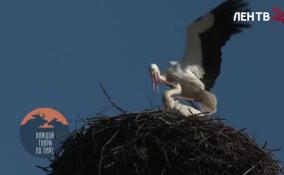 В Выру вернулись белые аисты