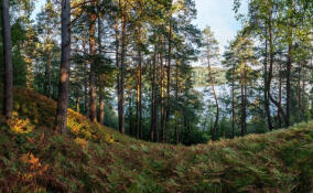 Охранная зона появилась у обнажений девона на реке Оредеж