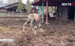 Первые шаги верблюжонка — праздник для хозяйства Волосовского района!