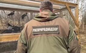 Пернатых подопечных центра «Сирин» в Ленобласти проверили сотрудники Росприроднадзора