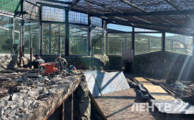 Новый дом для тигров строят в Ленинградском зоопарке