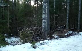 В Нижне‑Свирском заповеднике отважная лосиха бросилась на защиту детеныша от волка