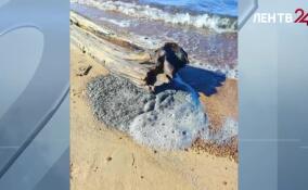 Госэконадзор Ленобласти прокомментировал ситуацию на пляже в Сосновом Бору