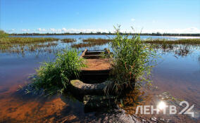До -6 ночью и до +13 днем: прогноз погоды в Ленобласти на 3 апреля
