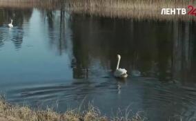 Первая пара лебедей покинула свои зимние квартиры на Дворцовой ферме