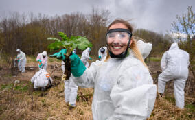 В Ленобласти пройдут волонтёрские лагеря по борьбе с борщевиком