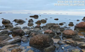 Скопление нефтепродуктов нашли на берегу Финского залива в Ленобласти