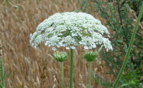 Александр Дрозденко рассказал, что делают сегодня для борьбы с борщевиком