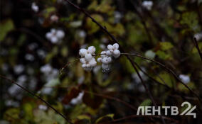 Ветер и дождь с мокрым снегом: о погоде в Ленобласти 7 апреля