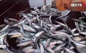 Более сотни рыболовных организаций в 47-м регионе уже начали подготовку к корюшковой путине