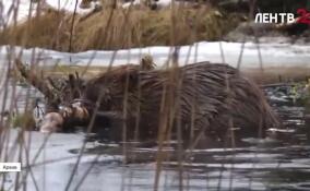 7 апреля отмечается Международный день бобра. Съемочная группа ЛенТВ24 отправилась на поиски главного строителя в мире животных