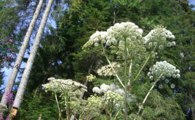Сергей Перминов: Новые решения должны помочь эффективнее бороться с борщевиком