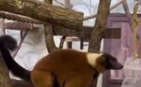 В Ленинградском зоопарке самка рыжего вари Эйрене отметила 30-летие