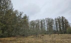 В Кировском районе Ленобласти появился памятник природы «Петровщинская лиственничная роща»