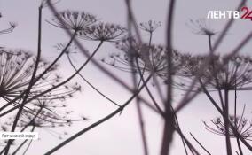 Борщевик в Натальевке: как решить наболевший вопрос