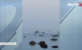 В Финском заливе сняли завораживающий брачный танец лебедей