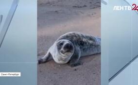 На берегу Финского залива ищут истощенного тюлененка