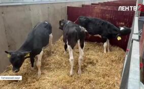 Телятам-тройняшкам из Гатчинского округа исполнилось три месяца