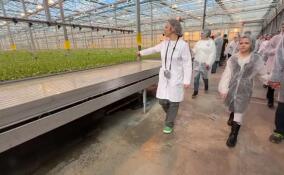 Ленобласть делает ставку на агропромышленный и научно-популярный туризм