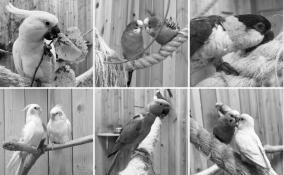 В контактном зоопарке в Кудрово погибли несколько десятков попугаев