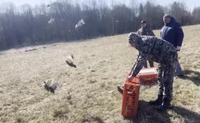 В Гатчинском округе в естественную среду обитания выпустили серых куропаток